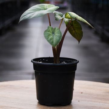 Alocasia Sarawakensis 'Yucatan'