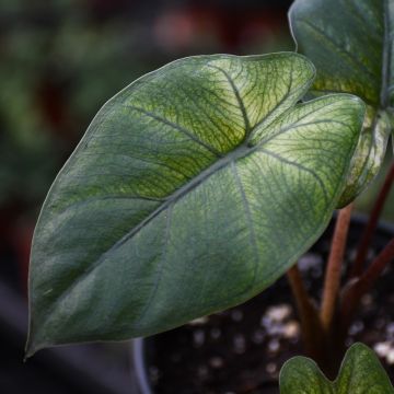 Alocasia Sarawakensis 'Yucatan Mint'