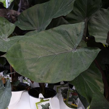 Alocasia, Elephant Ear 'Metal Head'