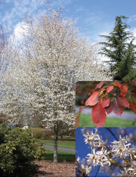 Amelanchier, Serviceberry Tree 'Spring Flurry®' (Large)