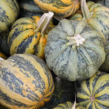 Squash, Specialty (Assorted)