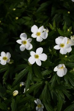 Anemone, Canada Anemone 'Minnesota Native'