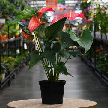 Anthurium, Assorted