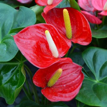 Anthurium Andraeanum