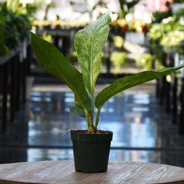 Anthurium Hookeri 'Variegated'