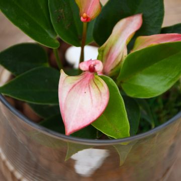 Anthurium in Terrarium