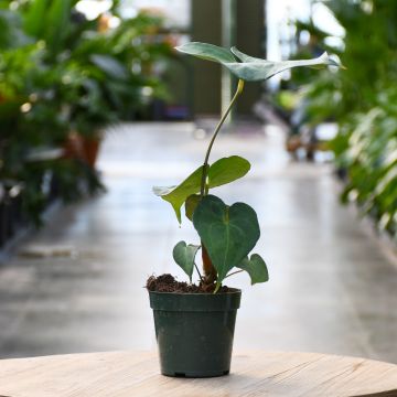 Anthurium 'Pterodactyl'