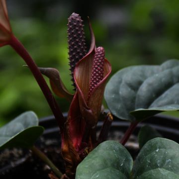 Anthurium 'Quilted Hearts'