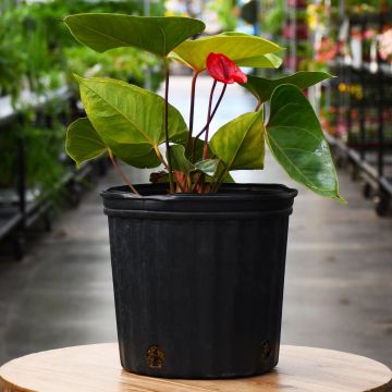 Anthurium Andraeanum 'Red Heart'