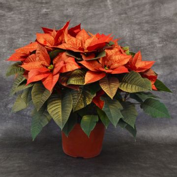 Antique Red Painted Poinsettia, Bare Pot