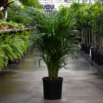 Dypsis Lutescens 'Areca Palm'