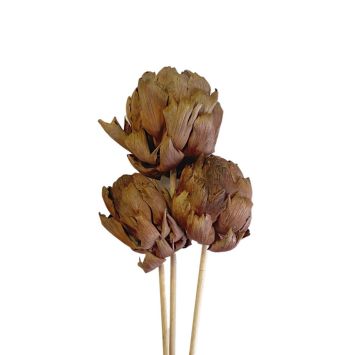 Artichoke Stakes 'Mahogany'