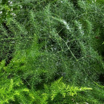 Asparagus Plumosus, Asparagus Fern