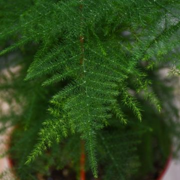 Asparagus Plumosus 'Plumosa'