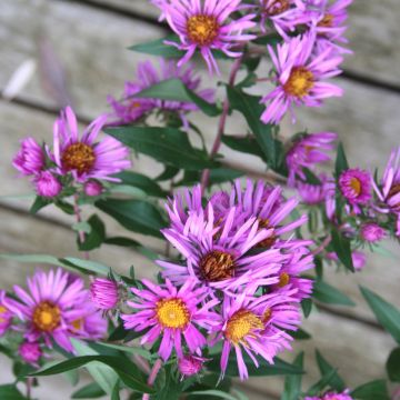 Symphyotrichum, New England Aster, 6 pack