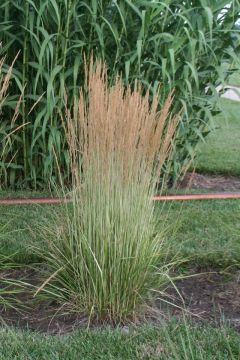 Calamagrostis, Feather Reed Grass 'Avalanche'