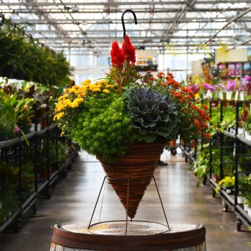 'Awesome Autumn Combo' Fall Combo Hanging Basket