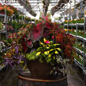 'Awesome Shade Combo' Hanging Basket