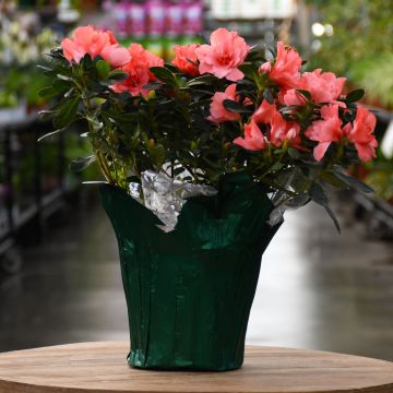 Azalea, Evergreen (Assorted)