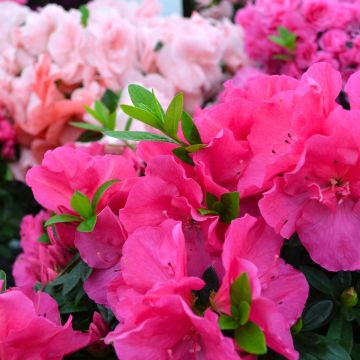 Rhododendron Simsii 'Azalea'