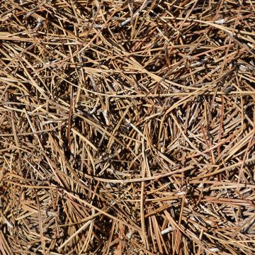 Pine Straw Mulch by the Pallet