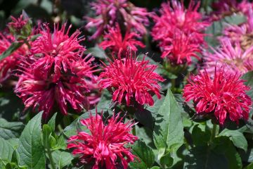 Monarda, Scarlet Beebalm 'Balmy™ Rose'