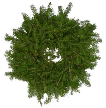 'Balsam Fir' Wreath