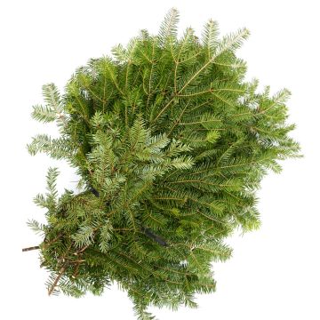 Boughs, Fir 'Balsam Fir'