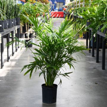 Chamaedorea Seifrizii 'Bamboo Palm'