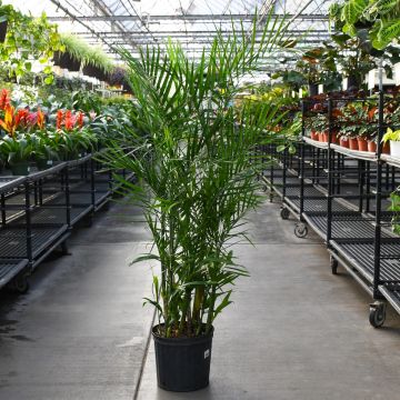 Chamaedorea Seifrizii 'Bamboo Palm'