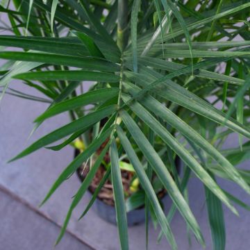 Dypsis Lutescens 'Areca Palm'