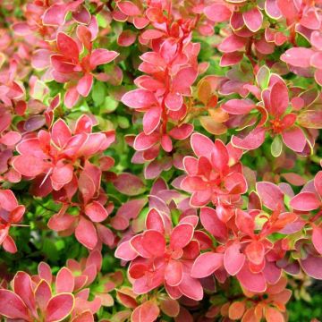 Berberis, Japanese Barberry 'Admiration'