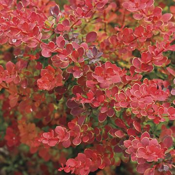 Berberis, Japanese Barberry 'Sunjoy® Tangelo'