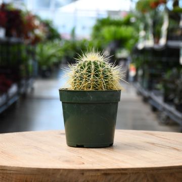 Cactus, 'Barrel'