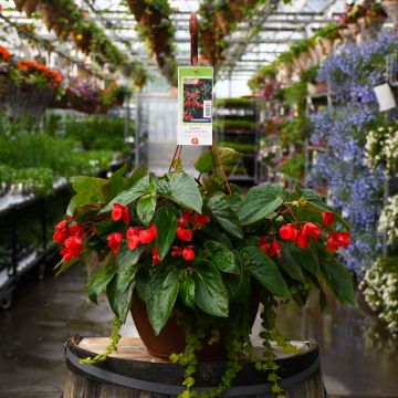 Begonia, Dragon Wing 'Red' Hanging Basket 13"