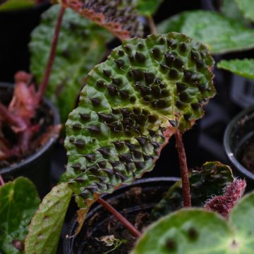 Begonia Ferox