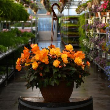 Begonia, I'CONIA® 'Del Sol' Hanging Basket 12"