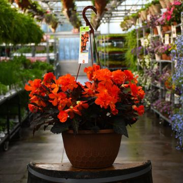 Begonia, I'CONIA® 'Portofino Hot Orange' Hanging Basket 12"