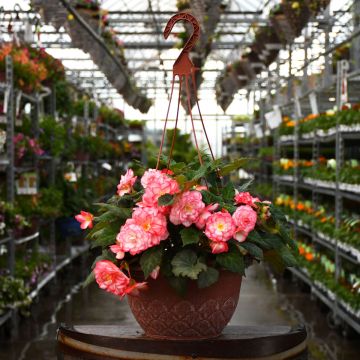 Begonia, Nonstop Joy 'Rose Picotee' Hanging Basket 12"