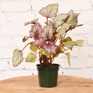 Begonia, 'Purple Speckled'