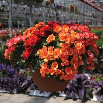 Begonia, Rieger Mix Hanging Basket