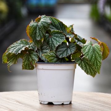 Begonia Rex 'Gerten Grown'