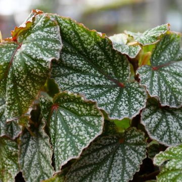 Begonia Rex 'Gerten Grown'