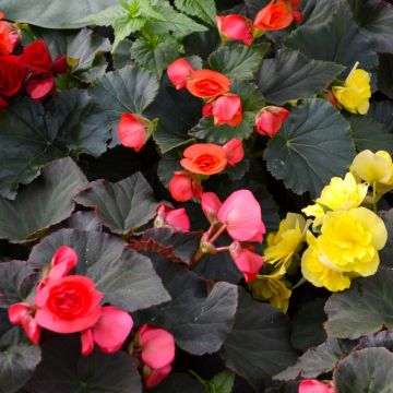 Begonia Rieger, Solenia® Mix