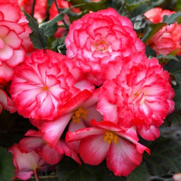 Begonia Tuberous, Nonstop® Joy 'Rose Picotee'