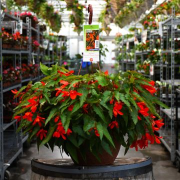 Begonia, Waterfalls® 'Encanto Orange®' Hanging Basket