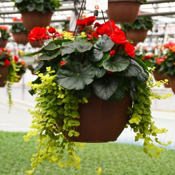 Begonia, Rieger 'Red with Lysmachia'