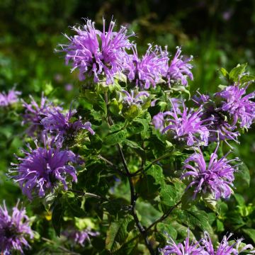 Monarda, Native Beebalm 'Minnesota Native'