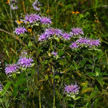 Monarda, Wild Bergamot, 6 pack