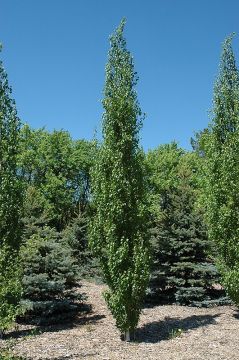 Betula, Japanese White Birch 'First Editions® Parkland Pillar®'